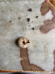 Triodopsis tridentata