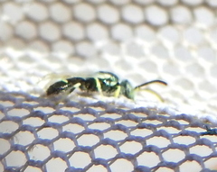 Apoidea