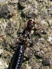 Formica fusca