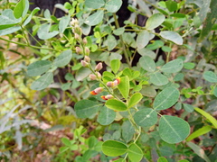 Goodia medicaginea