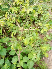 Terminalia leiocarpa