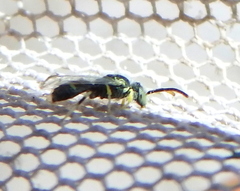 Apoidea