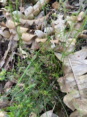 Platysace tenuissima
