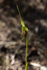 Pterostylis barbata