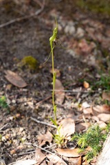 Pterostylis barbata