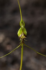 Pterostylis barbata