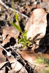 Pterostylis barbata