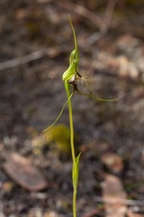 Pterostylis barbata