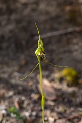 Pterostylis barbata