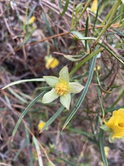 Hibbertia cunninghamii