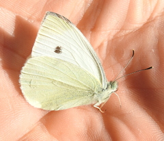 Pieris