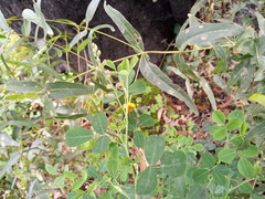 Goodia medicaginea