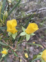 Hibbertia cunninghamii