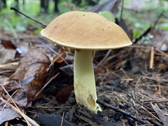 Hemileccinum