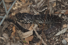 Cyclodomorphus gerrardii