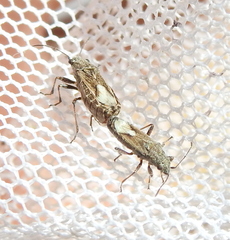 Heteroptera
