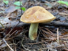 Hemileccinum