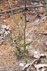 Pterostylis barbata