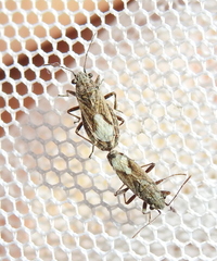 Heteroptera