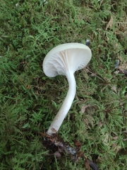 Cuphophyllus virgineus