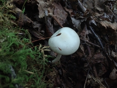 Cuphophyllus virgineus