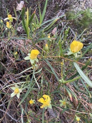 Hibbertia cunninghamii
