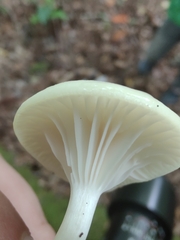 Cuphophyllus virgineus