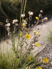 Heterotheca inuloides