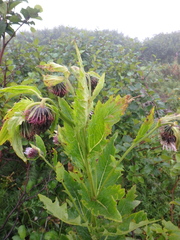 Cirsium kamtschaticum