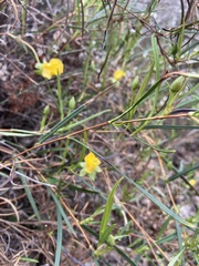 Hibbertia cunninghamii