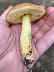 Hemileccinum
