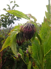 Cirsium kamtschaticum