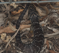 Cyclodomorphus gerrardii