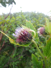 Cirsium kamtschaticum