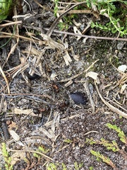 Camponotus ligniperda