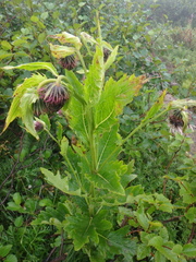 Cirsium kamtschaticum