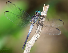 Cannaphila insularis