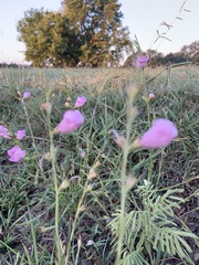 Agalinis heterophylla
