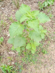 Mesosphaerum suaveolens