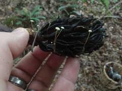 Strobilurus conigenoides