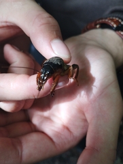 Gryllotalpa gryllotalpa