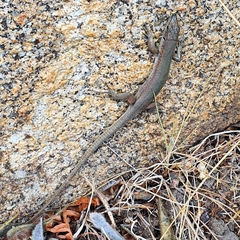 Podarcis siculus tyrrhenicus