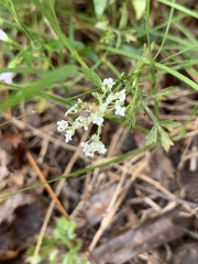 Torilis arvensis
