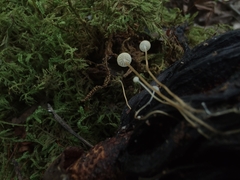 Strobilurus conigenoides