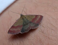 Phytometra viridaria