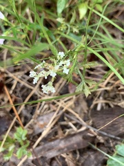 Torilis arvensis