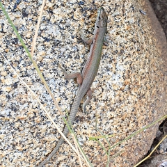 Podarcis siculus tyrrhenicus