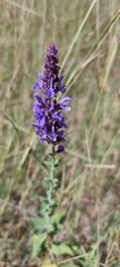 Salvia deserta