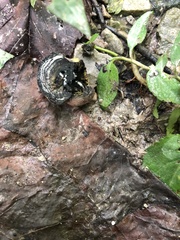 Daldinia concentrica