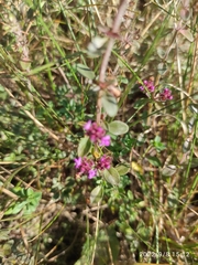 Thymus serpyllum